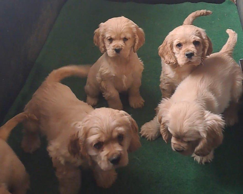 Chiots cocker américain, 15 semaines à 1 an, Parvovirose, Plusieurs, Belgique