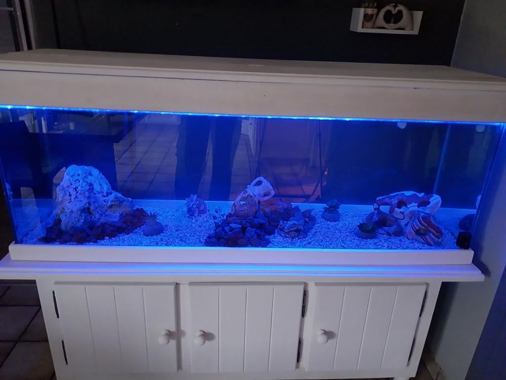 Verschillende soorten cichliden gezocht voor mijn aquarium 2