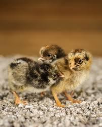 GEZOCHT Orpington Kuikens, Femelle, Poule ou poulet