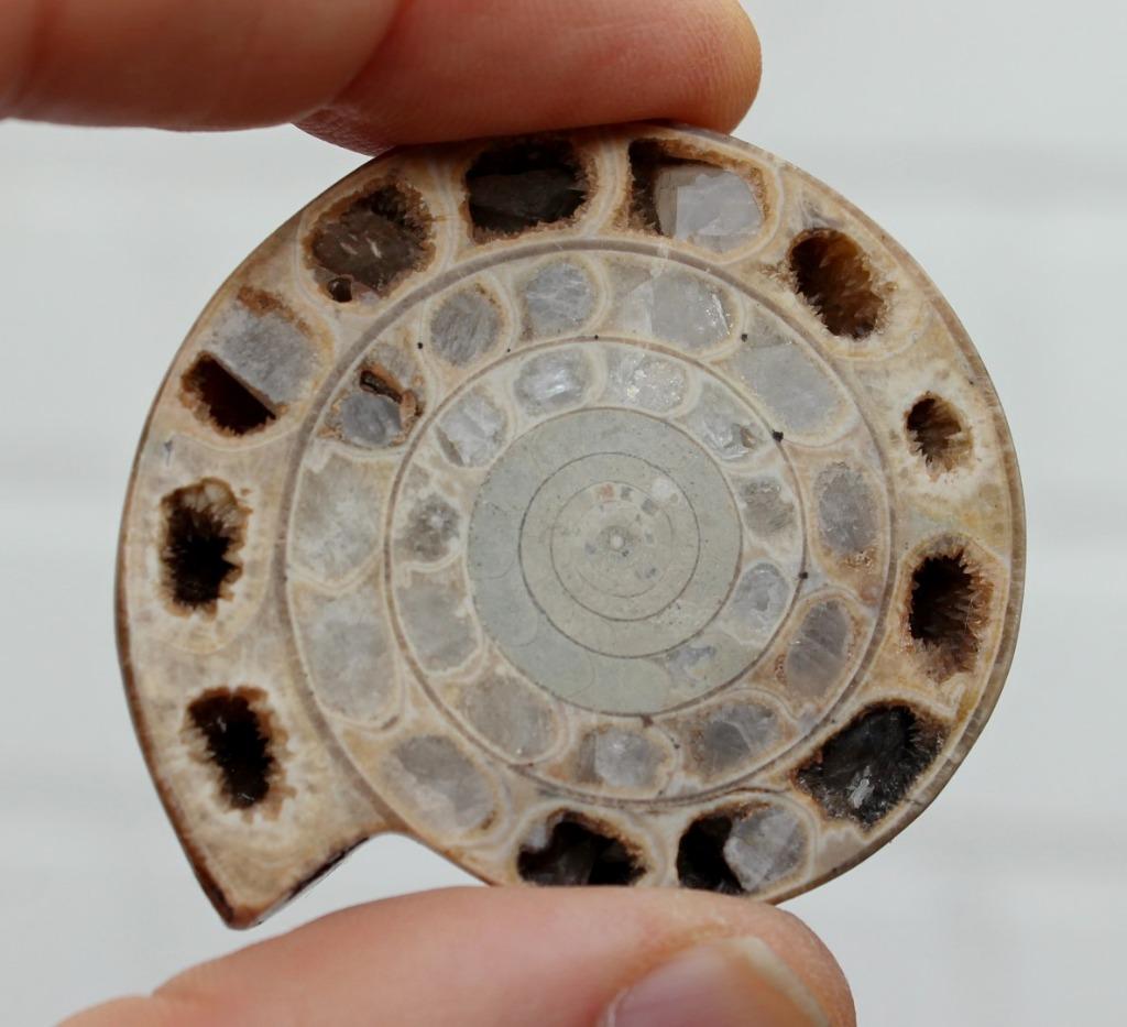 AMMONIET uit Madagascar, Ophalen of Verzenden, Fossiel