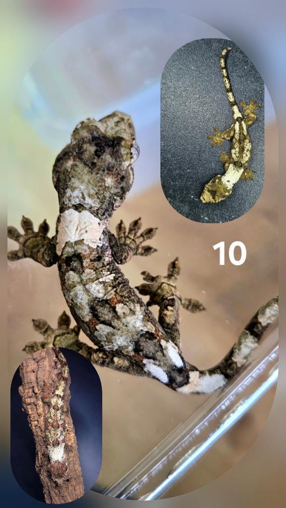 Mniarogekko chahoua - gekko, Animaux & Accessoires, Reptiles & Amphibiens, Lézard, Domestique, 0 à 2 ans