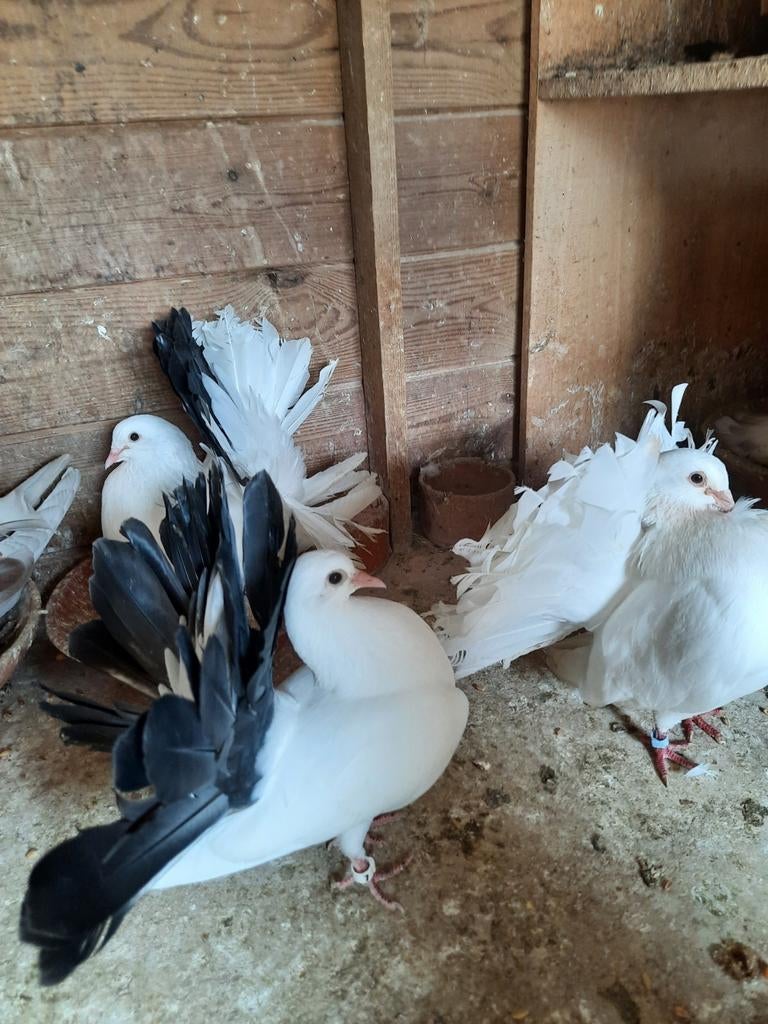 Amerikaanse pauwstaartduiven zuiver ras