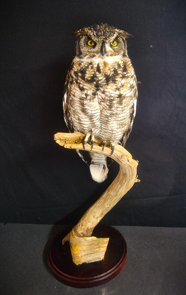 mooie overleden vogels te koop gevraagd.., Plusieurs animaux, Oiseau de proie, Bagué