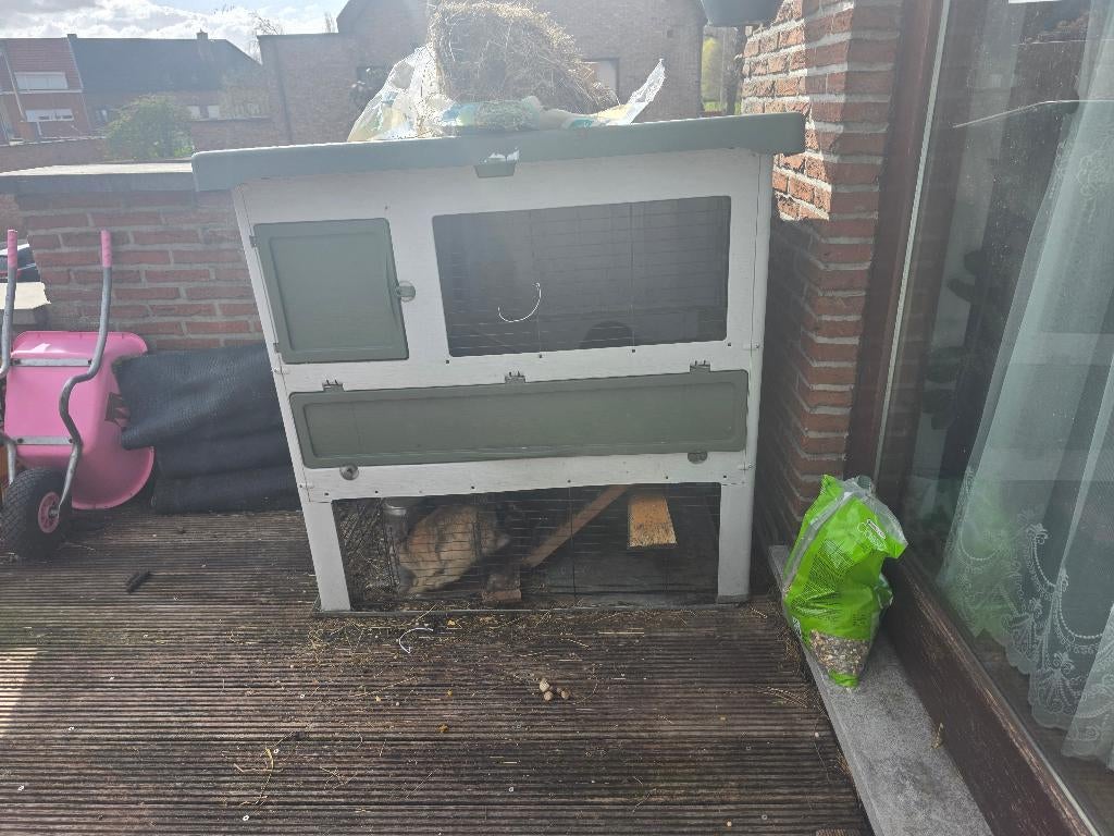 Konijntjes, Dieren en Toebehoren, Konijnen, Meerdere dieren, Middelgroot, 0 tot 2 jaar