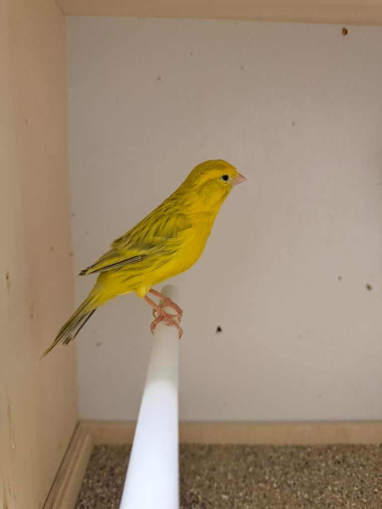 Koppel geel/schimmel, Dieren en Toebehoren, Vogels | Kanaries, Meerdere dieren, Kleurkanarie