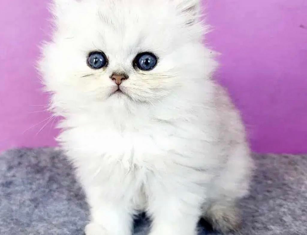 Perzisch chinchilla-katje, Poes, Gechipt, 0 tot 2 jaar