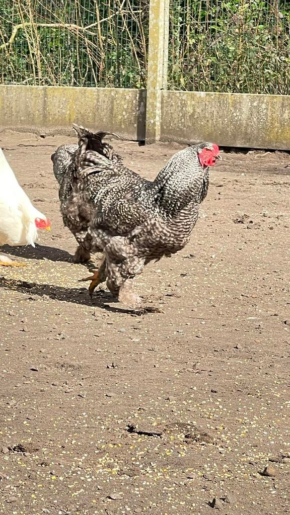 Brahma Koekoek broedeieren (gezocht), Dieren en Toebehoren, Pluimvee, Geslacht onbekend, Kip