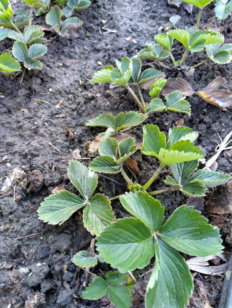 AARDBEIPLANTJES SONATA, Volle zon, Vaste plant, Ophalen of Verzenden, Fruitplanten