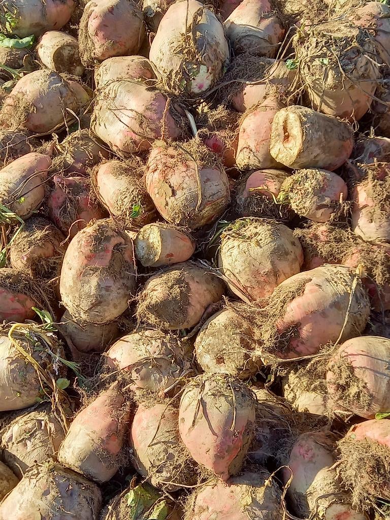 voederbieten, Zakelijke goederen, Landbouw | Veevoer, Ophalen