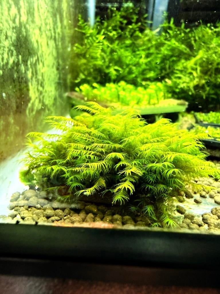 Fissidense fontanis long leaf moss, Dieren en Toebehoren, Ophalen, Zo goed als nieuw