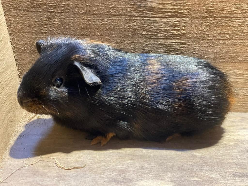 Ours cobaye, Animaux & Accessoires, Mâle, Février, Domestique, Cobaye