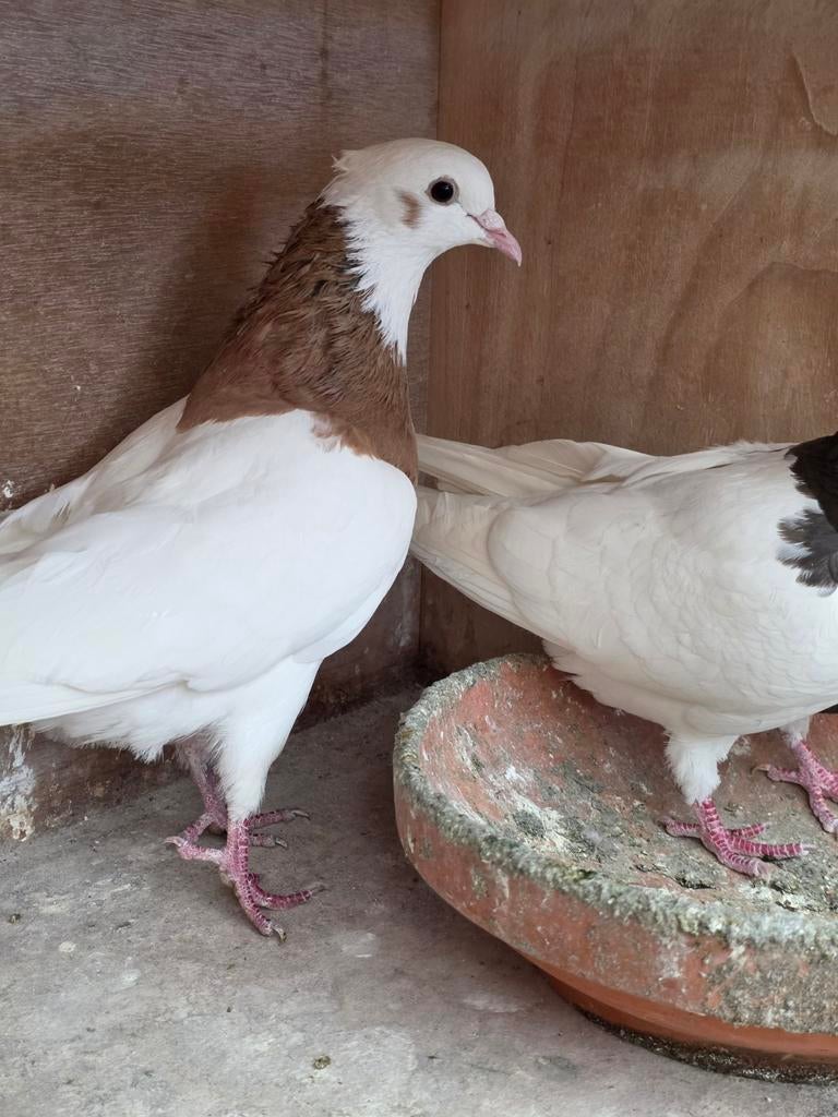 Beau couple toghi, Animaux & Accessoires, Oiseaux | Pigeons
