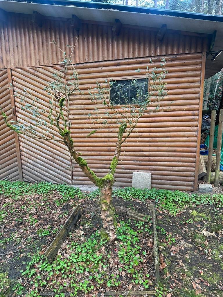 Olijfboom, Tuin en Terras, Planten | Bomen, Ophalen, Olijfboom