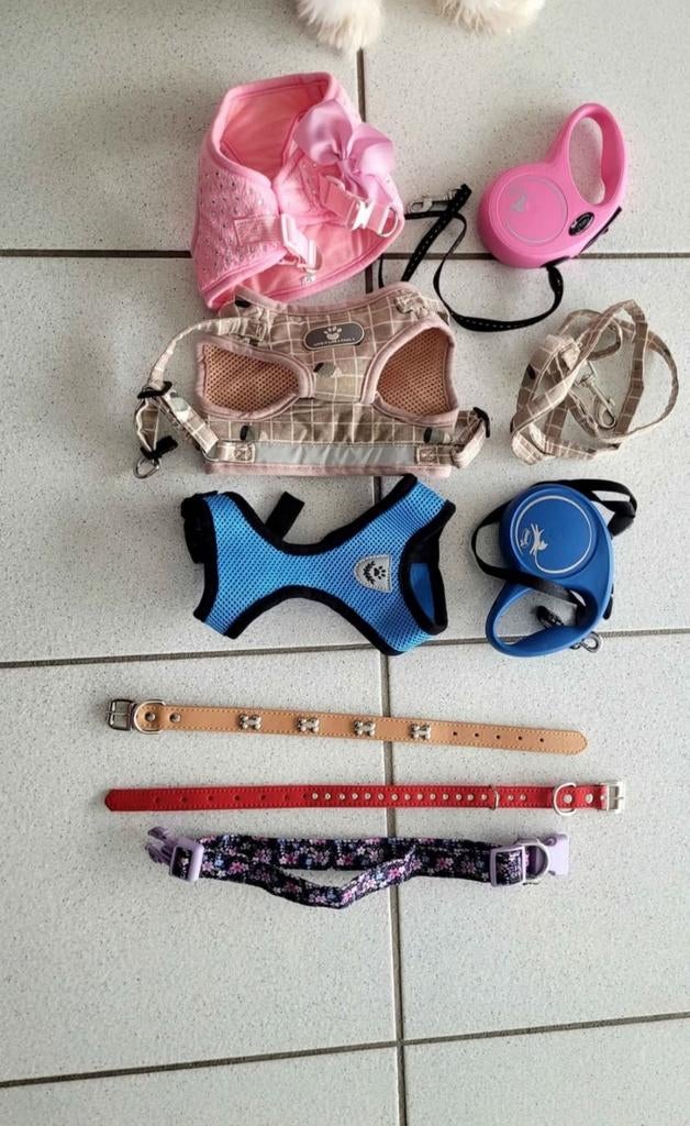 Complete set accessories voor hondje/cat (maat M) 30€ alles, Dieren en Toebehoren, Honden-accessoires, Ophalen