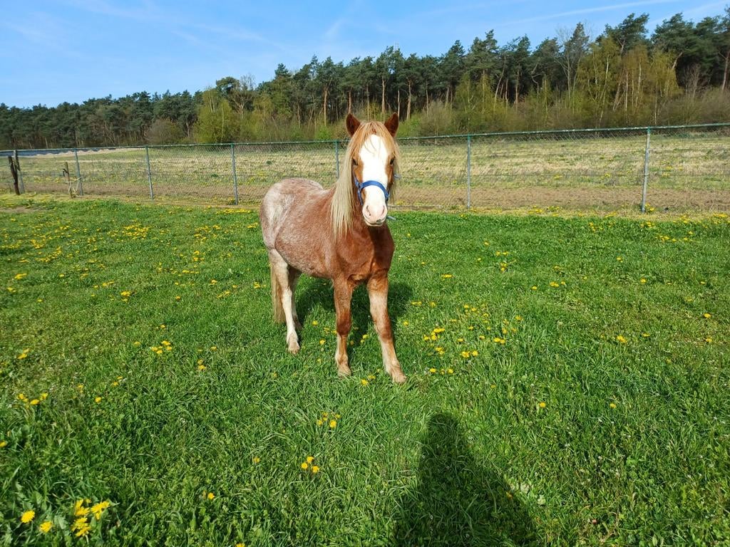 Welsh Ruin 2 jaar, Dieren en Toebehoren, Pony's, Ruin, Niet van toepassing, B pony (1.17m tot 1.27m), 0 tot 2 jaar, Met stamboom