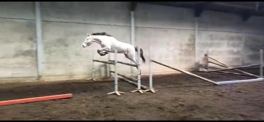 3 jarige merrie Colorit Z x Zirocco Blue VDL, Animaux & Accessoires, 165 à 170 cm, Avec pedigree, Non dressé, Cheval de saut