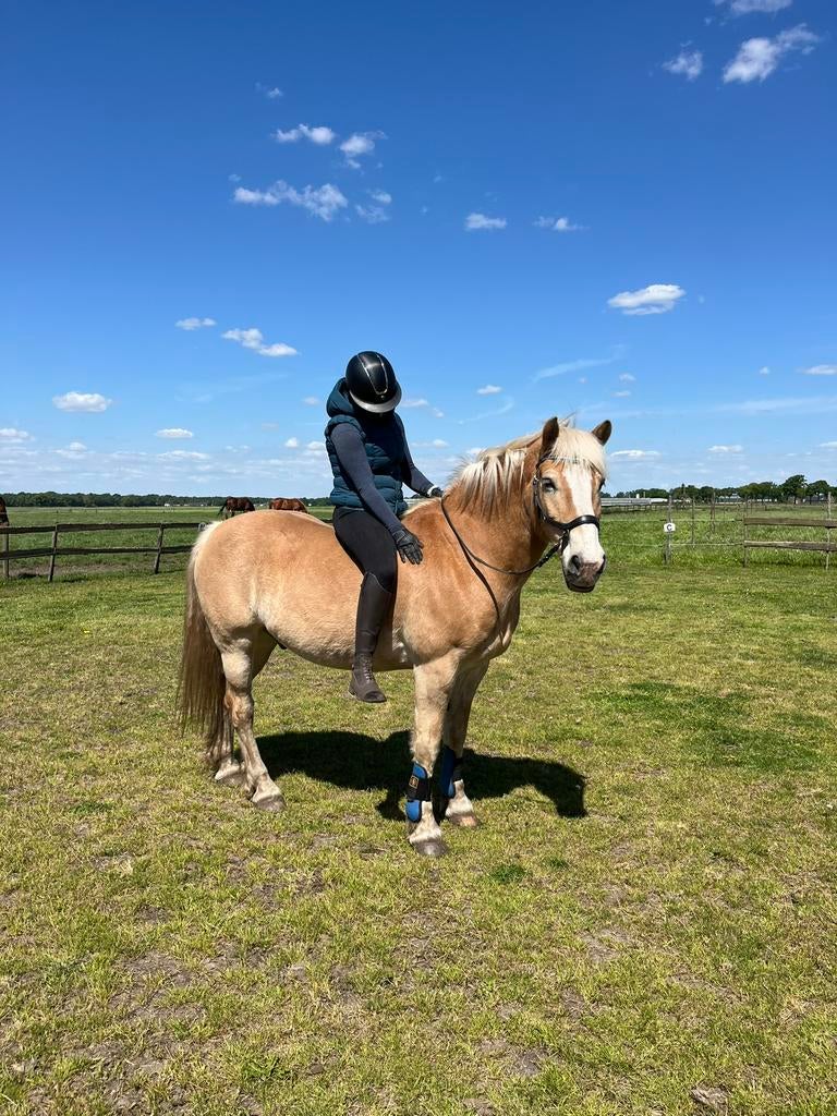 Haflinger ruin(16 jaar, 151)Braaf met een gouden randje pit!, Animaux & Accessoires, 11 ans ou plus, Hongre, Moins de 160 cm, Avec pedigree
