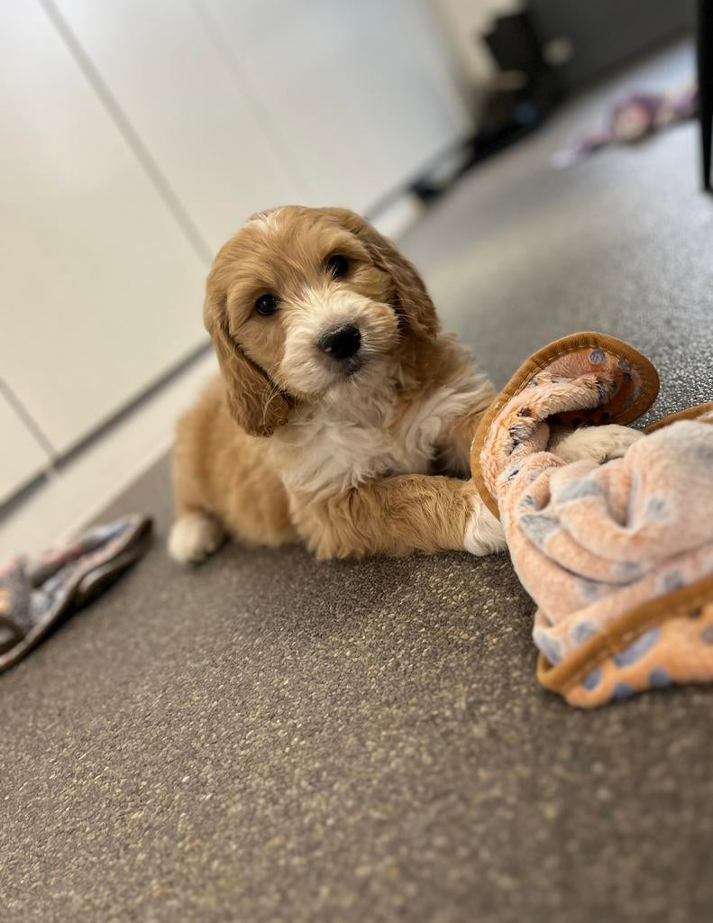 Beaux chiots Goldendoodle (parents testés), Golden retriever, Plusieurs, Hépatite contagieuse (maladie de Rubarth), Belgique