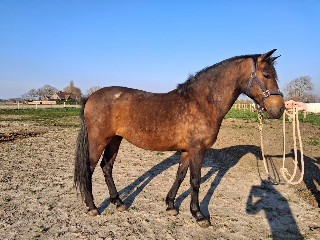 2 PRE merries te koop, Vermifugé, Débourré, Moins de 160 cm, Cheval de récréation