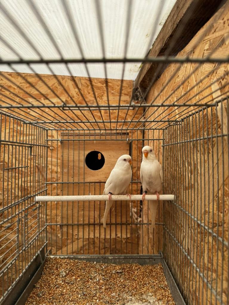 Koppels grasparkieten