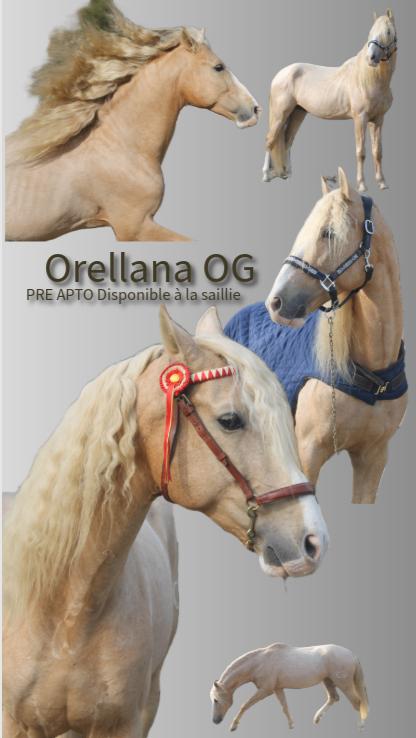 Saillie étalon PRE Apto Palomino, Élevage, 1 cheval ou poney