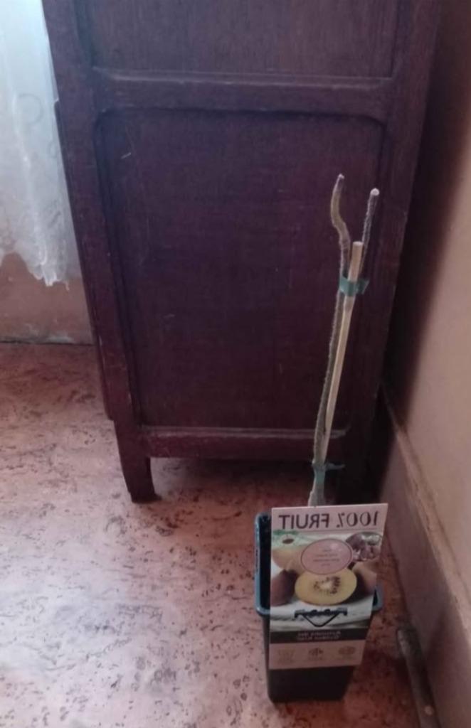 Actinidia (kiwi jaune), Ophalen