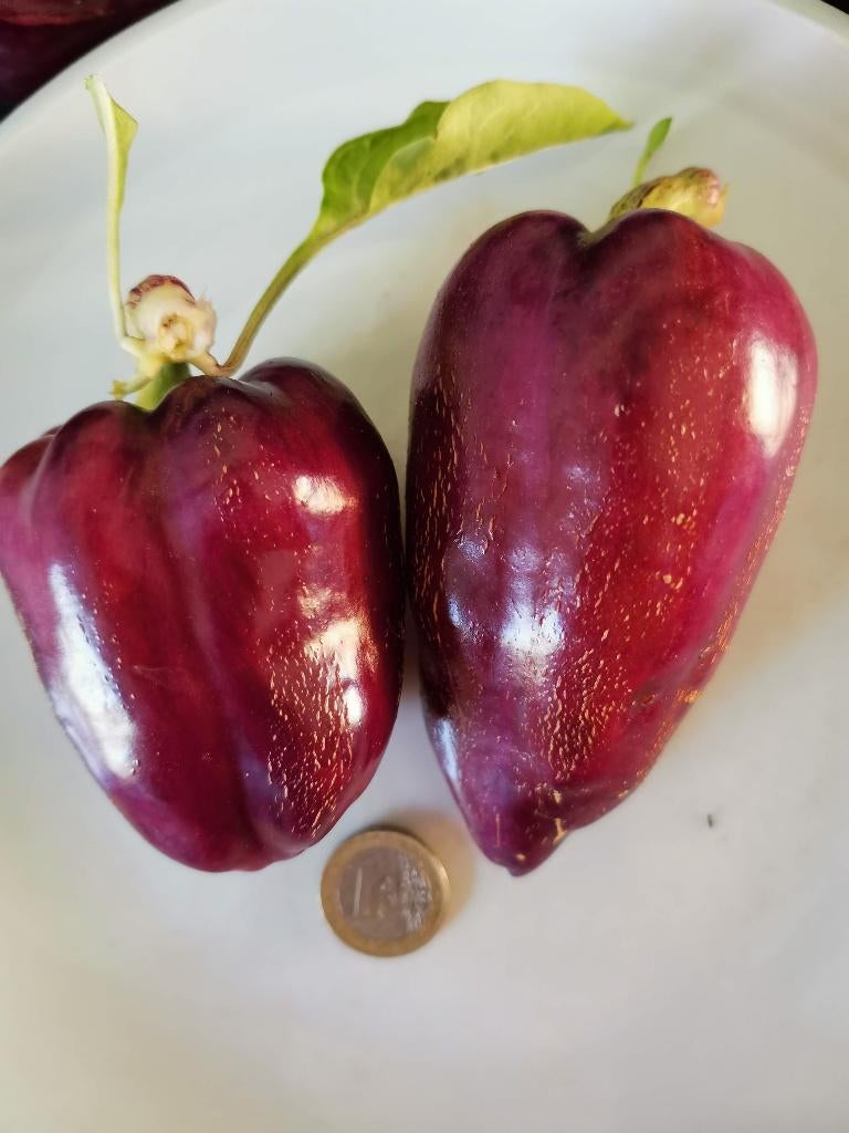 paarse paprika Marconi purple - 5 zaden, Tuin en Terras, Verzenden, Voorjaar, Volle zon, Zaad