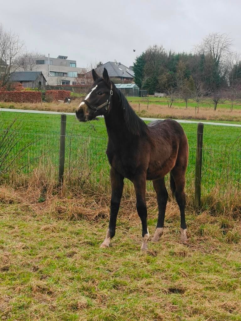 À vendre : poulain de printemps Colorit Z x De Flor 111 Z., Animaux & Accessoires, Chevaux
