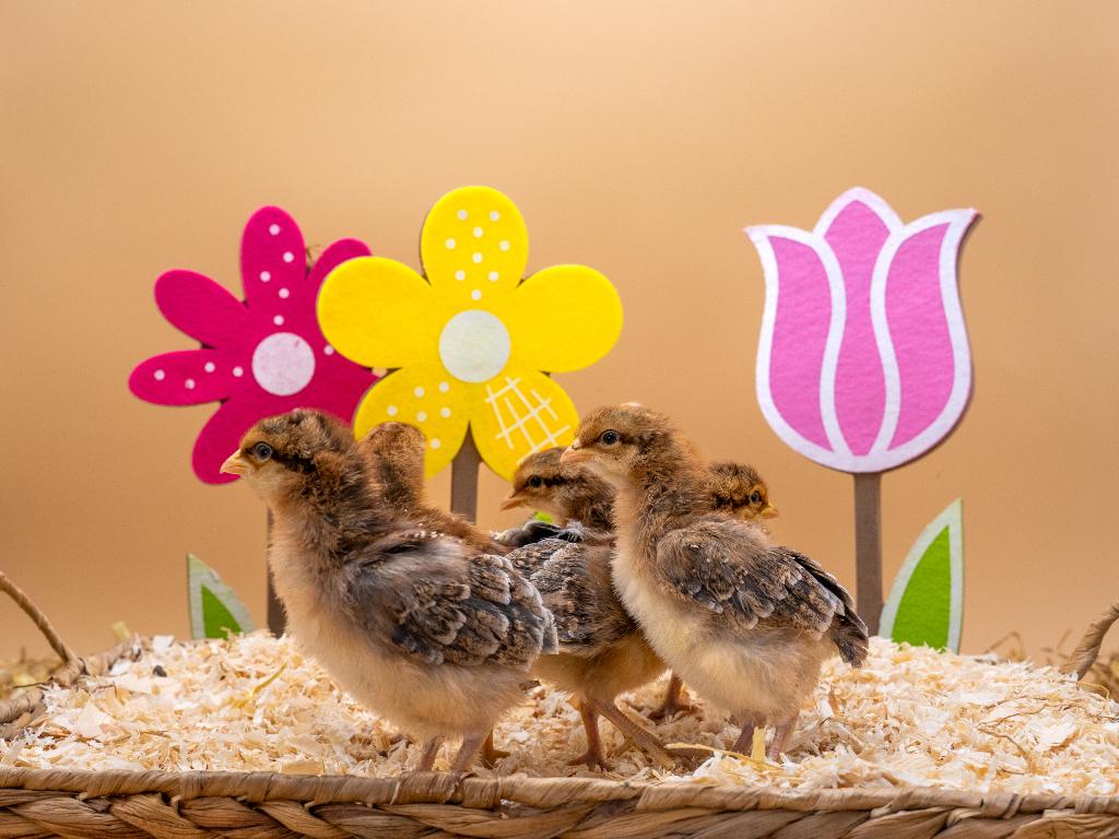 Jonge tamme Bielefelder kuikens gesekst & ingeënt, Animaux & Accessoires, Femelle, Poule ou poulet