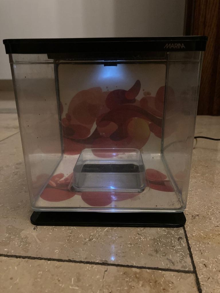 Betta Aquarium, Dieren en Toebehoren, Vissen | Aquariumvissen, Vis, Zoetwatervis