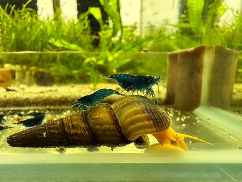 Prachtige Blue Dream blauwe Neocaridina garnalen. 10+1!, Dieren en Toebehoren, Vissen | Aquariumvissen, Kreeft, Krab of Garnaal