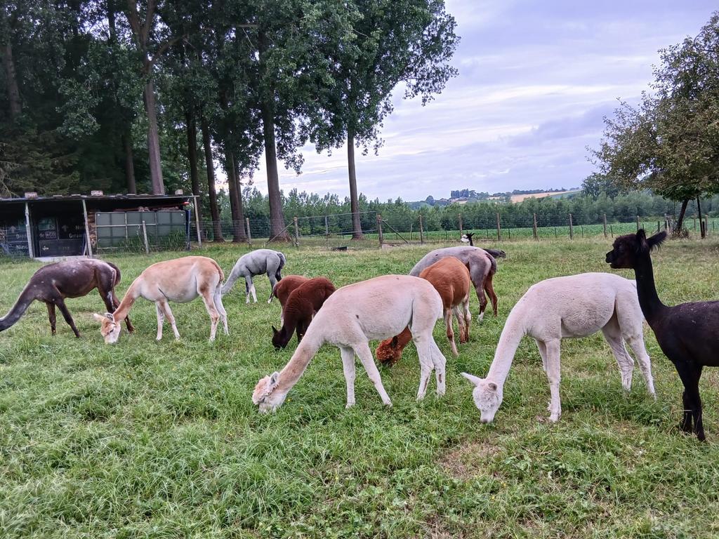 Halstermakke, kleurrijke merries - Prijs OTK, Dieren en Toebehoren, Juni, Vrouwelijk