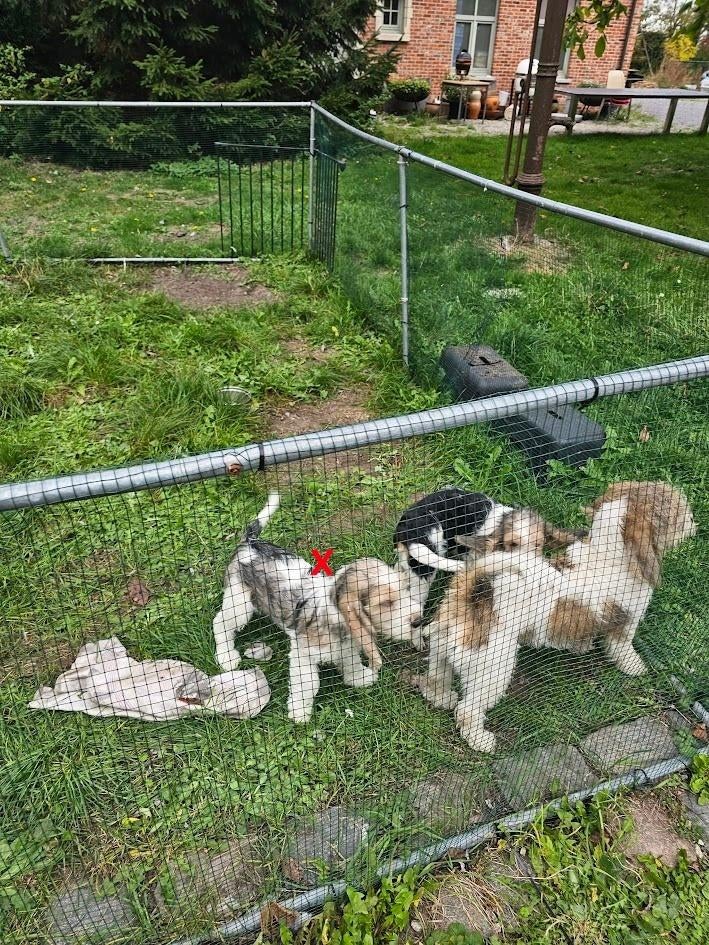 Petit Basset Grifon Vendeen 6-7-25, België, 15 weken tot 1 jaar, Parvo, Eén hond