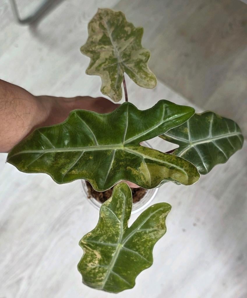 Alocasia pseudo sanderiana aurea, Enlèvement