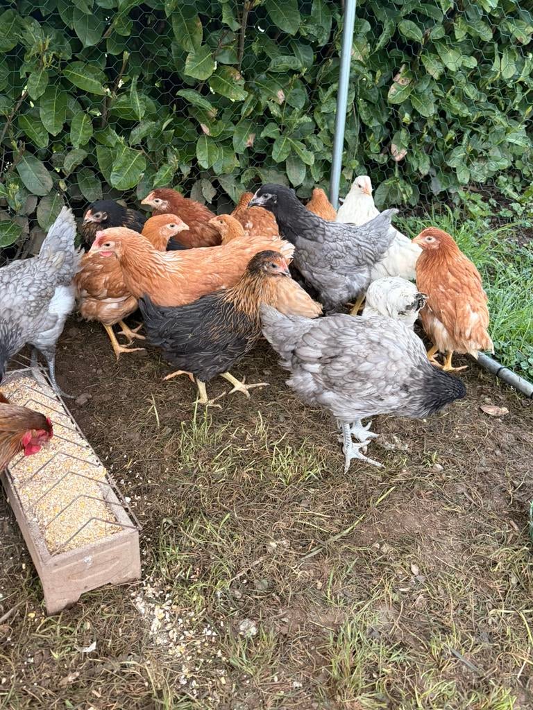 Poules pondeuses, Animaux & Accessoires, Enlèvement