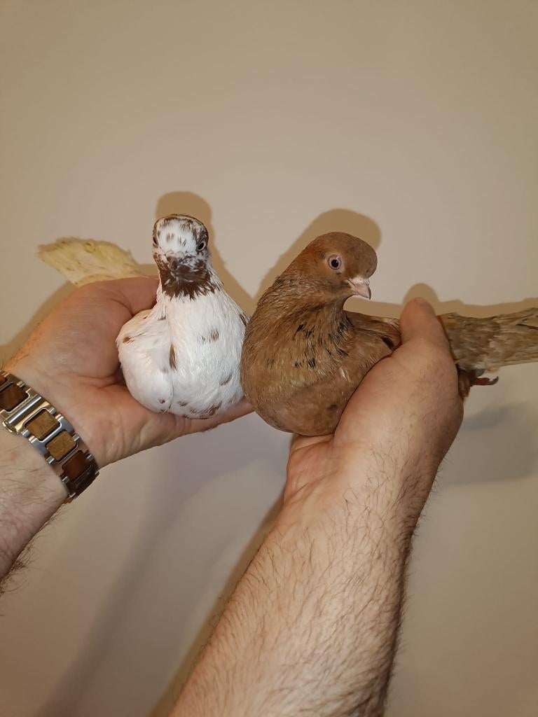 Portugese Tuimelaars koppel 3+4, Dieren en Toebehoren, Vogels | Duiven, Meerdere dieren, Tuimelaar of Roller