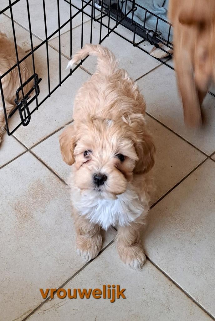 Lieve Maltipoo pupjes mama aanwezig, Dieren en Toebehoren, Parvo, België, Maltezer, 8 tot 15 weken