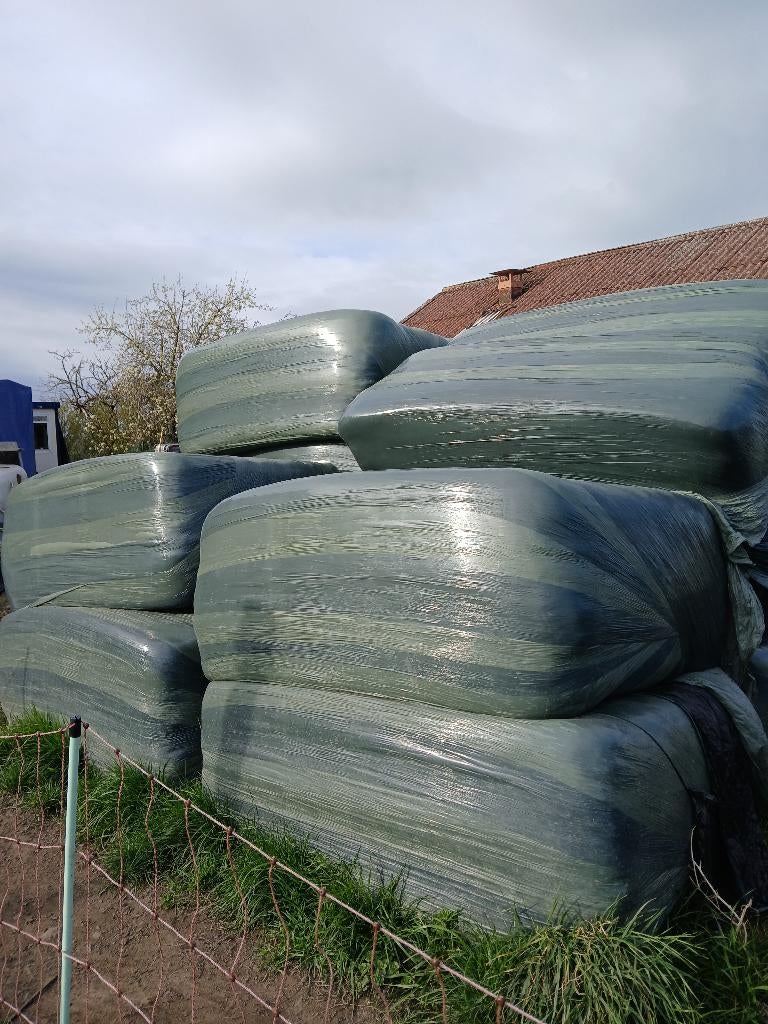 Grasklaver graspakken, Zakelijke goederen, Landbouw | Veevoer, Ophalen