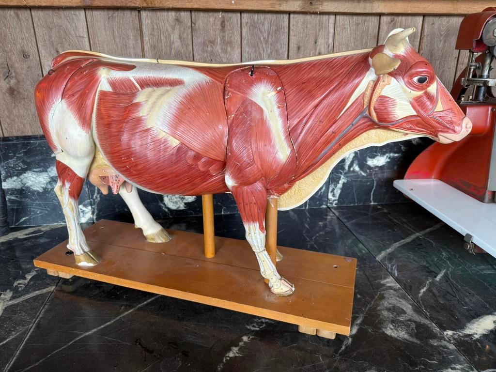Vache anatomique supérieure, Antiquités & Art, Enlèvement