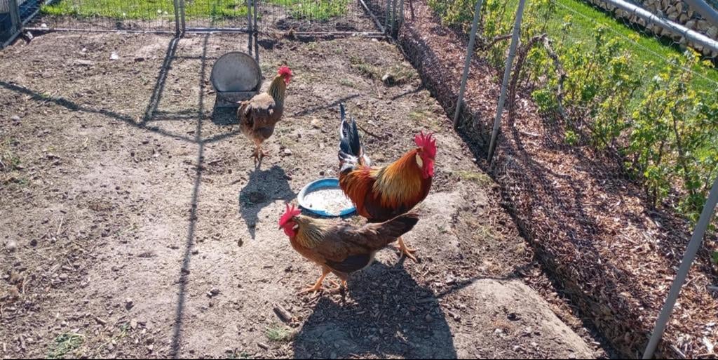 Œufs à incuber : leghorn, perdrix dorée, Animaux & Accessoires