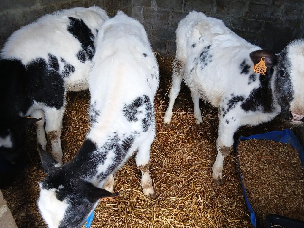 Kalveren, Dieren en Toebehoren, Runderen, Vrouwelijk, 0 tot 2 jaar