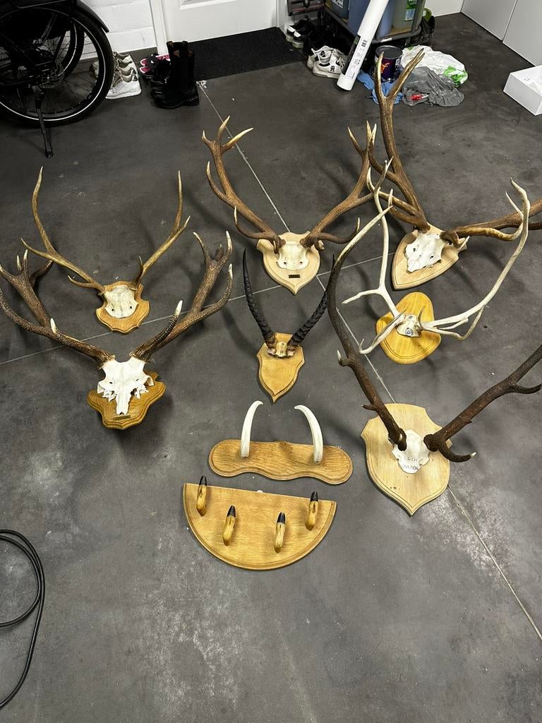 Geweien jacht trofee schedel hertengeweien, Ophalen