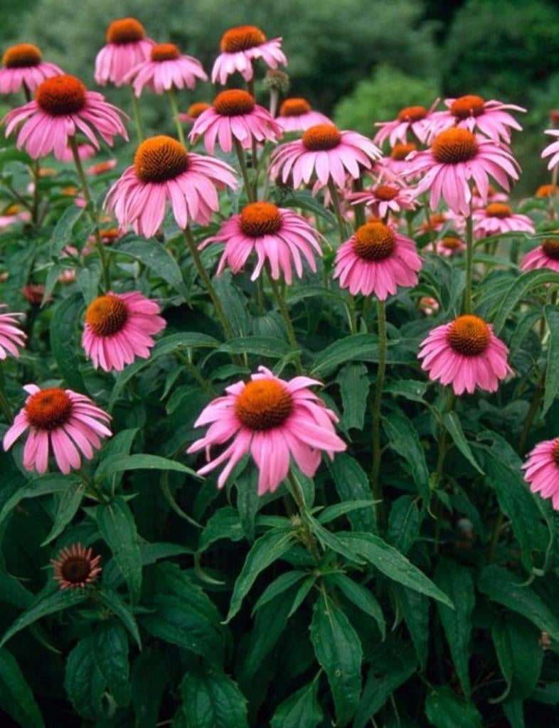Echinacea purpurea, Ophalen