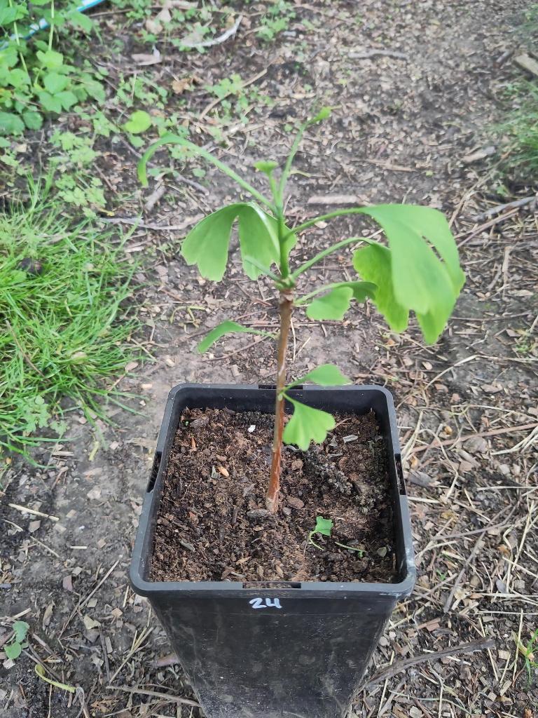 Arbre Ginkgo Biloba, En pot, Plein soleil, Autres espèces, Enlèvement