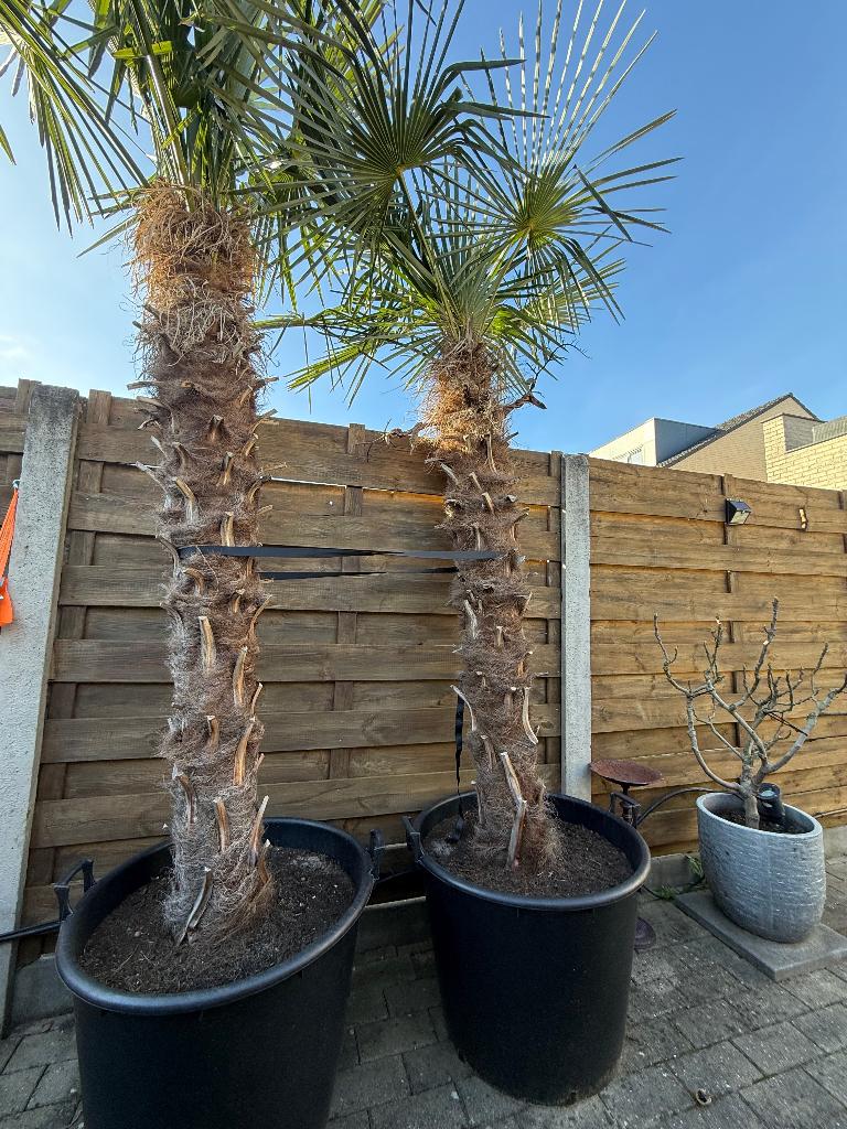 Palmbomen, Tuin en Terras, Ophalen, In pot, Palmboom, 250 tot 400 cm