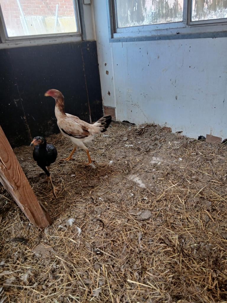 Shamo tarwe kip, Dieren en Toebehoren, Pluimvee, Kip