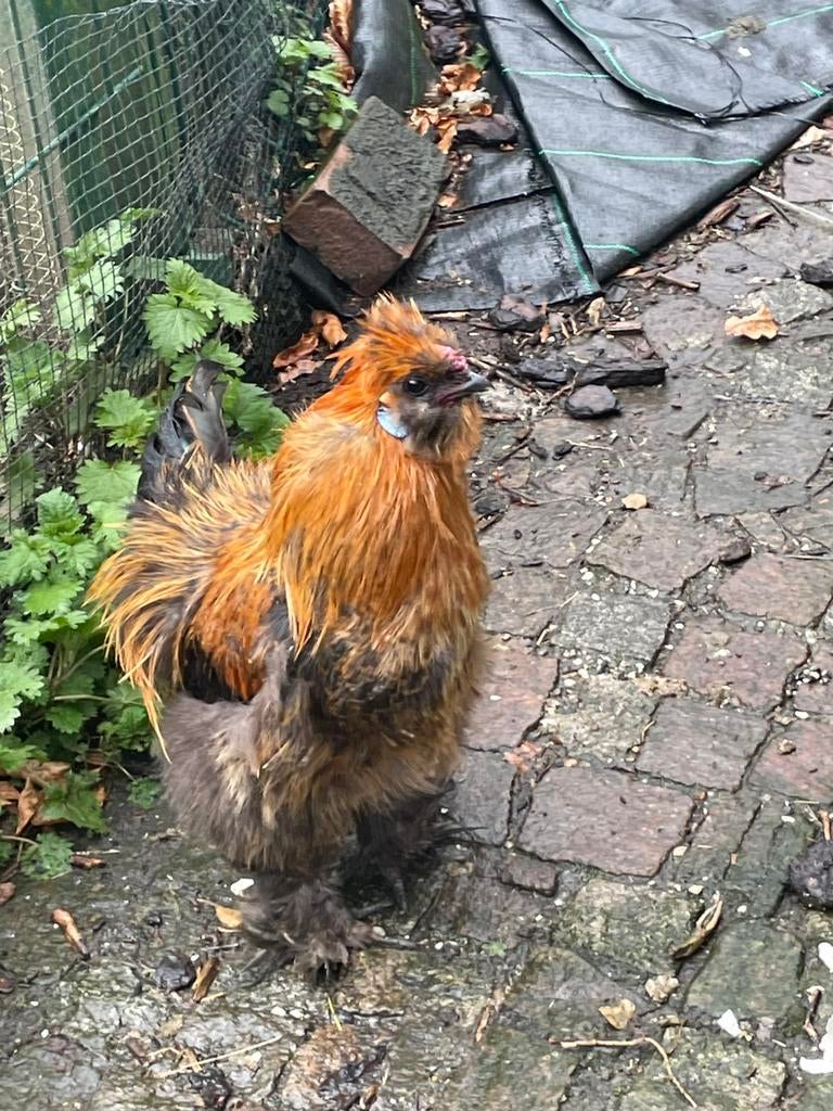 Gratis zijdehoen haan 1 jaar, Dieren en Toebehoren, Pluimvee, Mannelijk, Kip