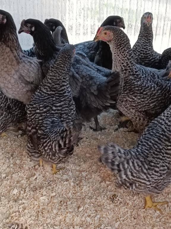 poulets gris bleu de landes et coucou hollandais 0499/082381, Animaux & Accessoires, Femelle, Poule ou poulet