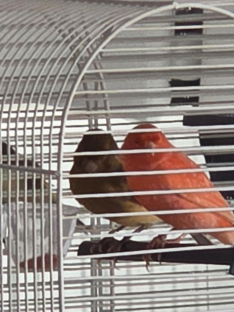 Koppel kanarie kooi en voeding krijg je alles bij, Dieren en Toebehoren, Vogels | Kanaries