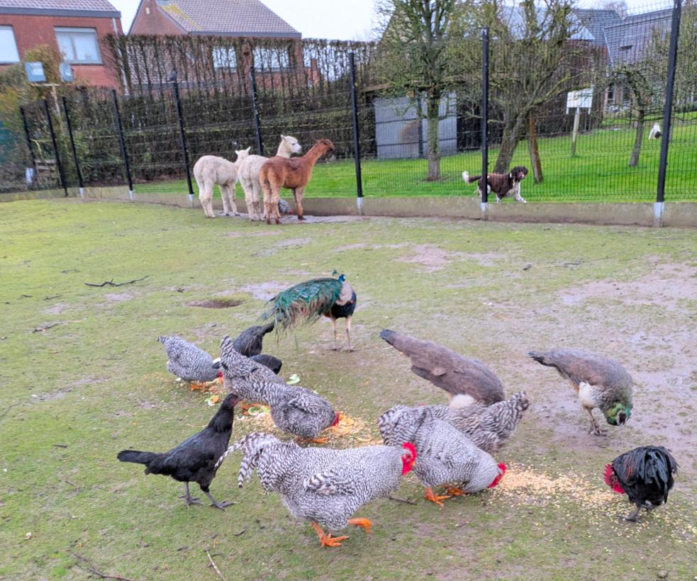 amrock haan, Dieren en Toebehoren, Mannelijk, Kip